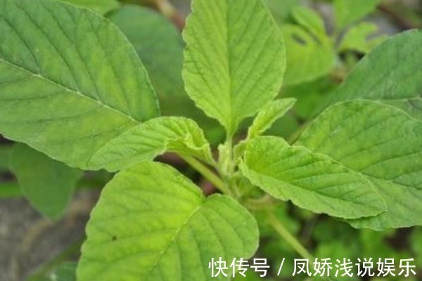 灰灰菜|农村人的“天然钙片”,补钙又健脑,小孩多吃个子长得快!