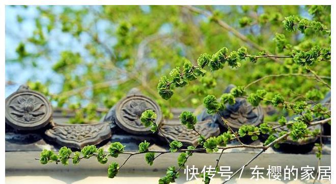 野菜|长在树上的野菜,用玉米面拌一拌,上锅蒸熟,比大鱼大肉吃着都香