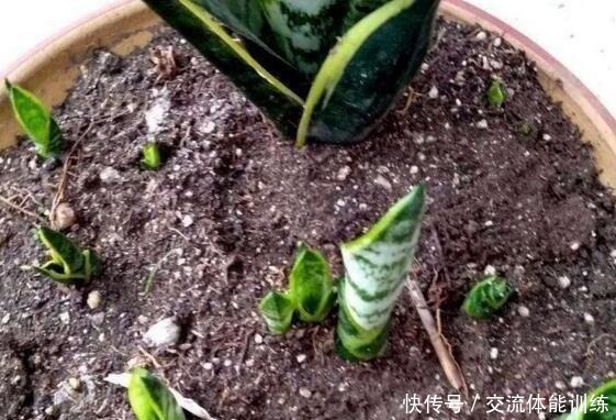 浇花水摻点它,比营养液、淘米水还肥,家里花草长得叶绿、花多!