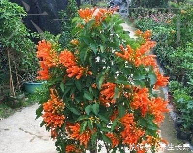 一种花，喜庆好养、易繁殖，开花鲜艳夺目，一次能开1000朵！