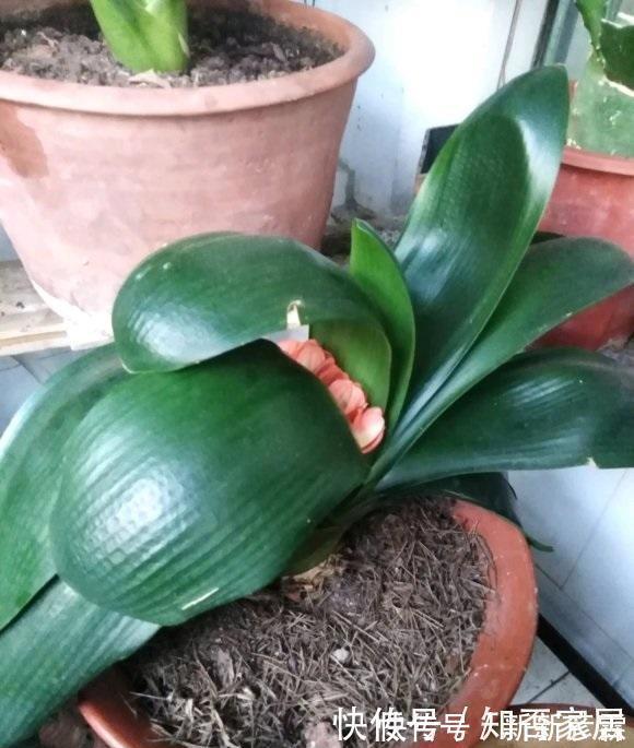 叶子|夏天养花，4种植物容易“浇死”，进入休眠期，浇水能少则少