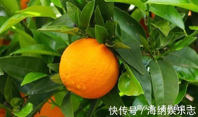 排毒|女性要排毒,推荐多吃4种食物,养护皮肤,祛皱美容,血管更通畅