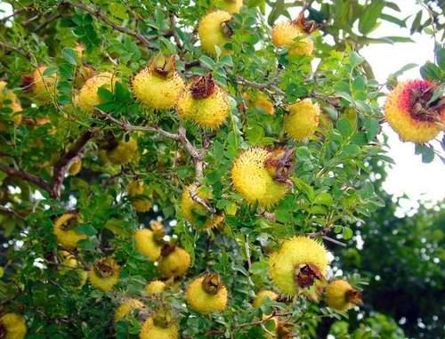 更年期|女人不要太节俭，6类食物敞开吃，帮你补充雌激素，更显年轻