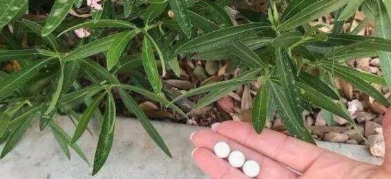 阿司匹林|此4种小药片过期别扔了,兑水浇花,叶片油绿猛开花,爆盆太美了
