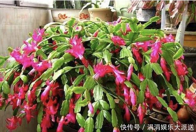 浇水|夏季温度高,养蟹爪兰“有技巧”,把“3件事”做好,长势快2倍!