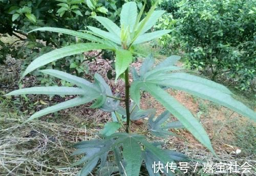 食用价值|只知道果子味道甜好吃,却不知根茎才是好货,钙含量是牛奶7倍!