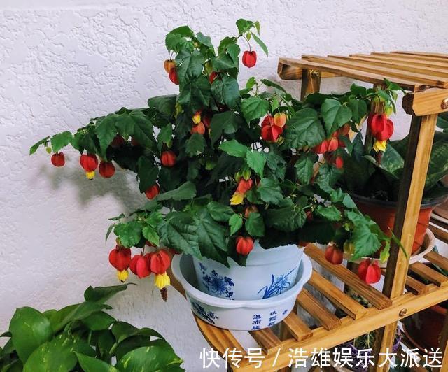 杀手|养花“坏毛病”改掉!小心啥也养不成,变成养花“杀手”