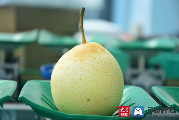 魏家湾|阳信县56个梨品种全部成熟入库 线上线下火热开卖！