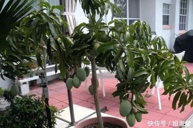 桑科榕属|喜欢养花,不如养会结果的盆栽,3种盆栽养一盆吃一年