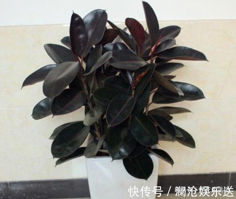 叶子|想让橡皮树越长越旺6个“关键点”要做好,植株丰满叶子油绿