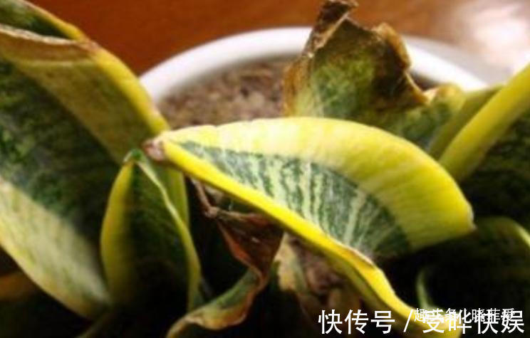 新根|4种“吉利花”,被水浇死了不要扔,简单处理又能长满盆