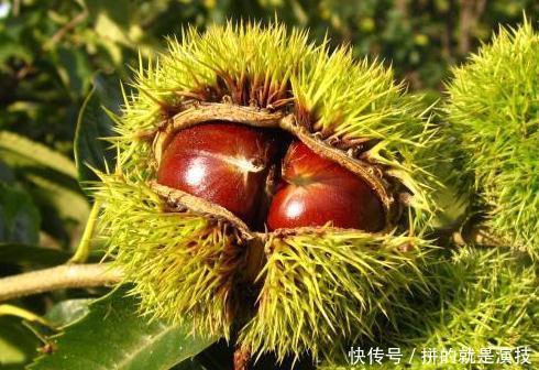 惊喜|把板栗放进冰箱冻一冻,居然有如此惊喜效果,值得分享给家人
