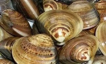 梭子蟹|此时的莱州，真鱻！