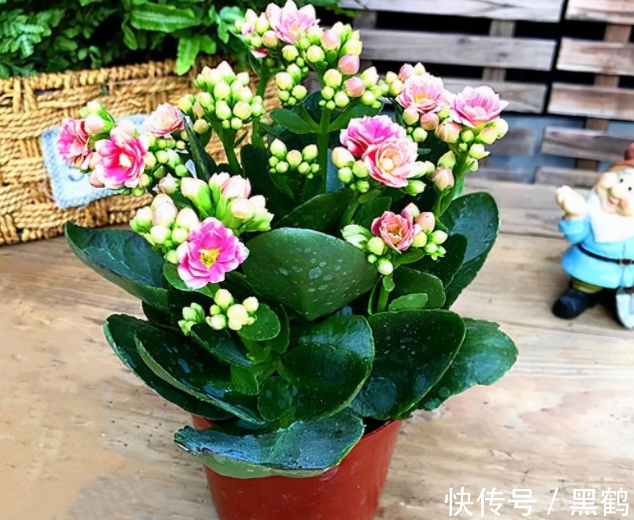 花多多2号|花市上的长寿花满头花苞?原来有“猫腻”,咱也学一学