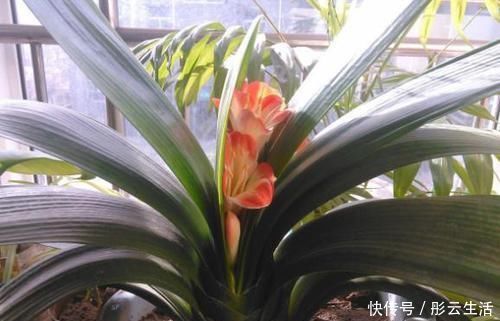 松土|养花浇水后,多注意此3点,轻松“躲避”积水烂根困扰