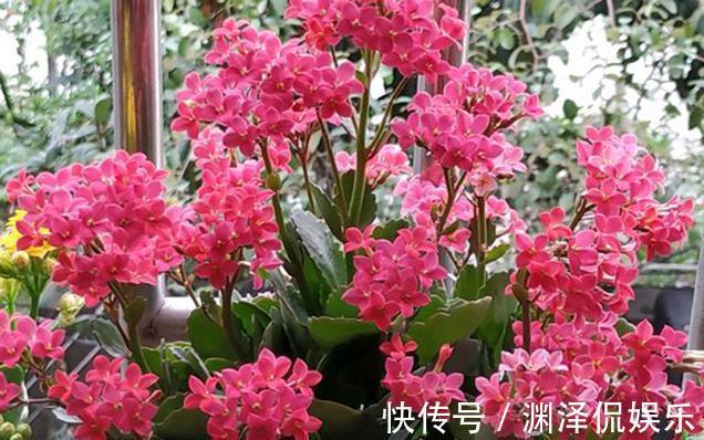 蟹爪兰|2种花，现在快扦插，冬天就开花，天寒地冻赏''春色''