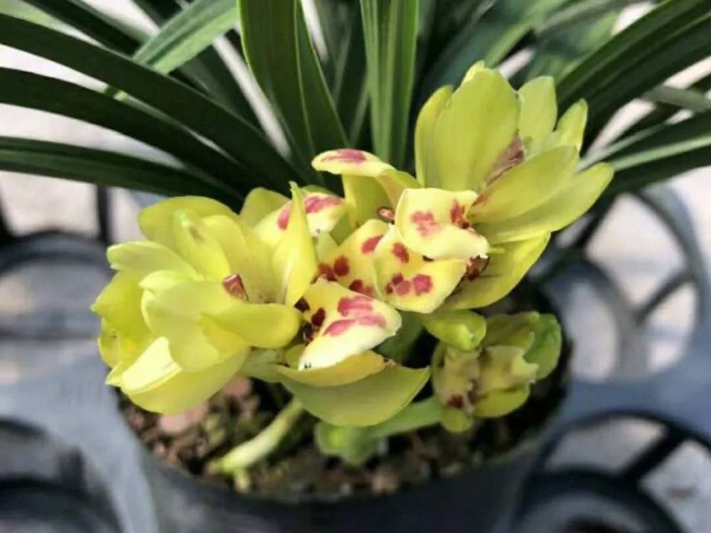 休眠|9种花,必须低温春化,冻满1个月以上才行!