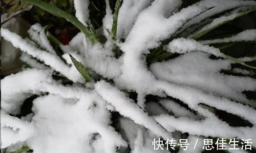 这10种花超级怕冷，再不搬进屋，小心只剩下盆了