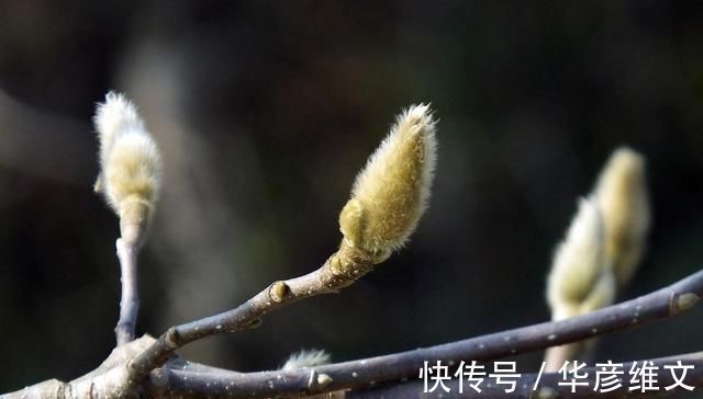 白芷|此物“专通鼻窍”，可解各种鼻窍病证，但唯有初春可采，切勿错过