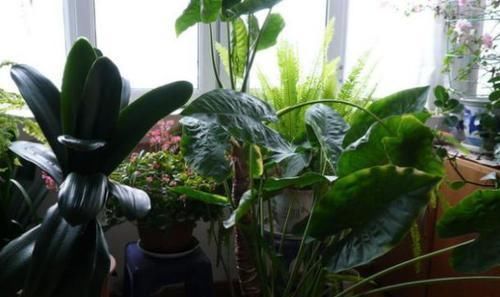 洋葱|洋葱,养花的“好帮手”,既能杀虫又能堆肥,还很便宜