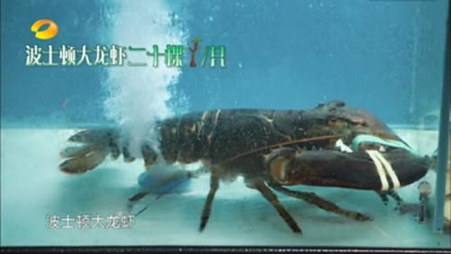 黄磊|《向往的生活》黄磊饭里有黑脸，陈赫和李诞一塌糊涂