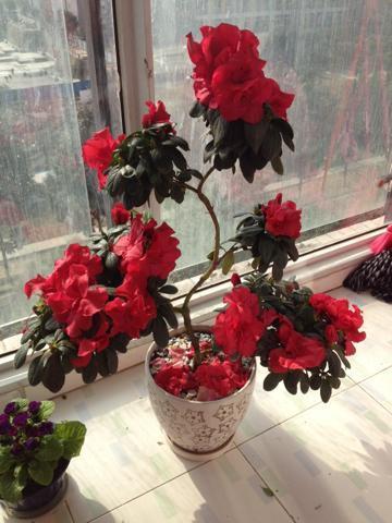 养杜鹃花,记住5点,不掉叶不黑尖,叶绿花多,一次开成大花球!