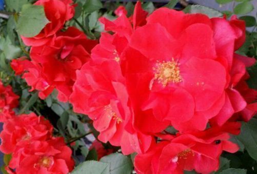 “珍品玫瑰”火焰舞玫瑰,火红艳丽,繁花似锦,堪称养花必备