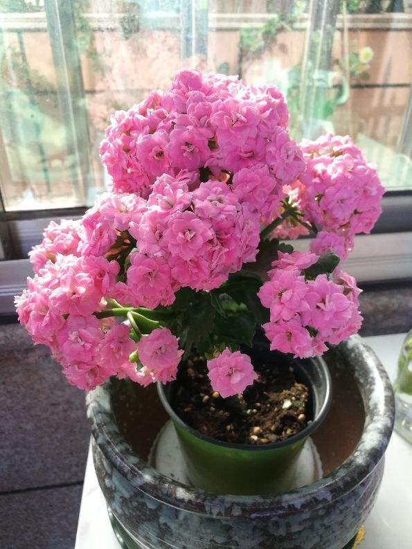 剪片叶子,放土里就能长出一盆,这4种花养到就是赚到!