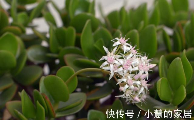 生长发育|养了多年的玉树为什么不开花?想要玉树开花,需要做好以下几点!