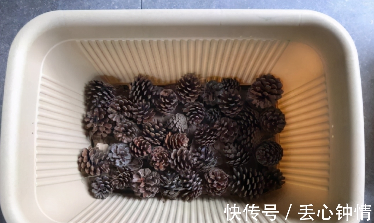 发财树烂根、叶片枯黄耷拉,养花人别灰心,调整这2点就好了