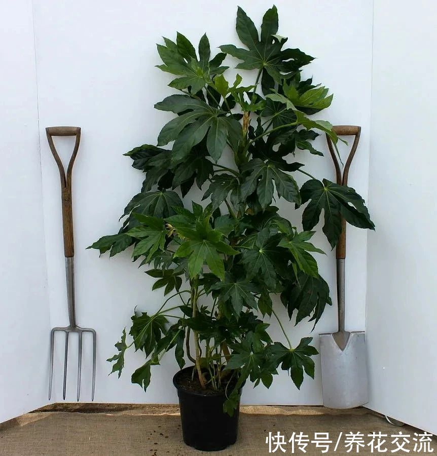 叶片|枝叶长得特别壮观的八角金盘，品种还挺丰富，适合养成室内大盆栽