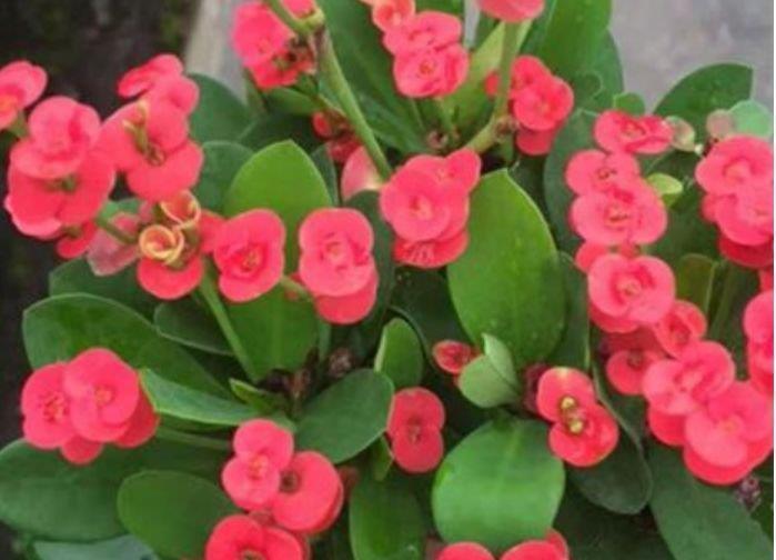 养花就养4种花,好养易活花量大,养上一盆四季欣赏,一养就上瘾