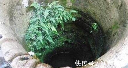 蕨类植物|井边一种草,过去当菜吃,现代人当花养,殊不知,小孩吃了能益智