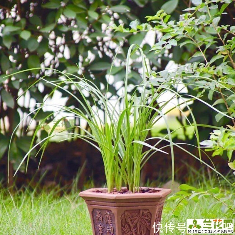 把兰花养好,能提升兴趣和动力,变成以兰养人