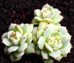 此款多肉，如夜色一般温柔，养护好气质独特迷人，值得拥有