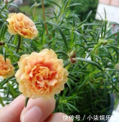 宿根|太阳花特好养，给点阳光就“灿烂”，赶紧养几盆，荒地变“花海”