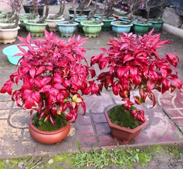 南天竹养护简单还能做成盆景,既能赏花还能结果,注意这几点就行