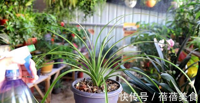 喷雾|家庭养兰花怎么浇水?园艺师教你,其实很多人都浇错了