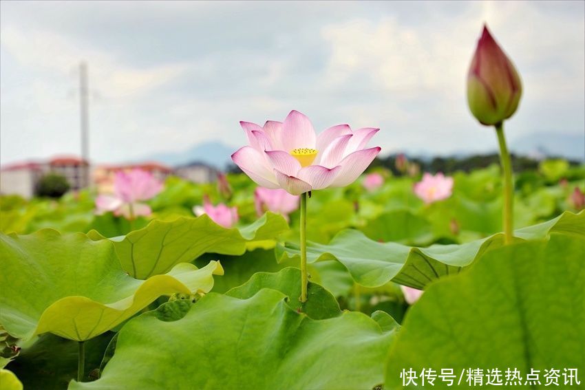 荷花|广西贵港：千亩荷花竞相绽放