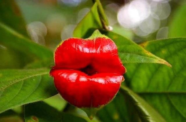 兰花|盘点十种样子最为奇特,最“个性”的植物花朵!