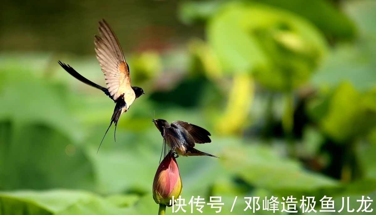 冯延巳@辛弃疾与众不同的一首《定风波》，在饮酒喝茶之间，写出深刻哲理