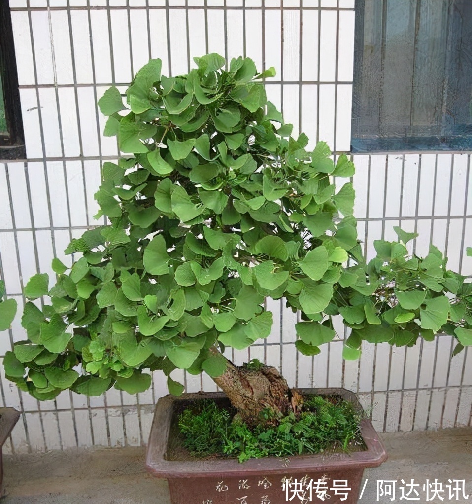 罗汉松|6种“吉祥树”，有地方建议种一棵，能吃能观赏，旺财镇宅样样行