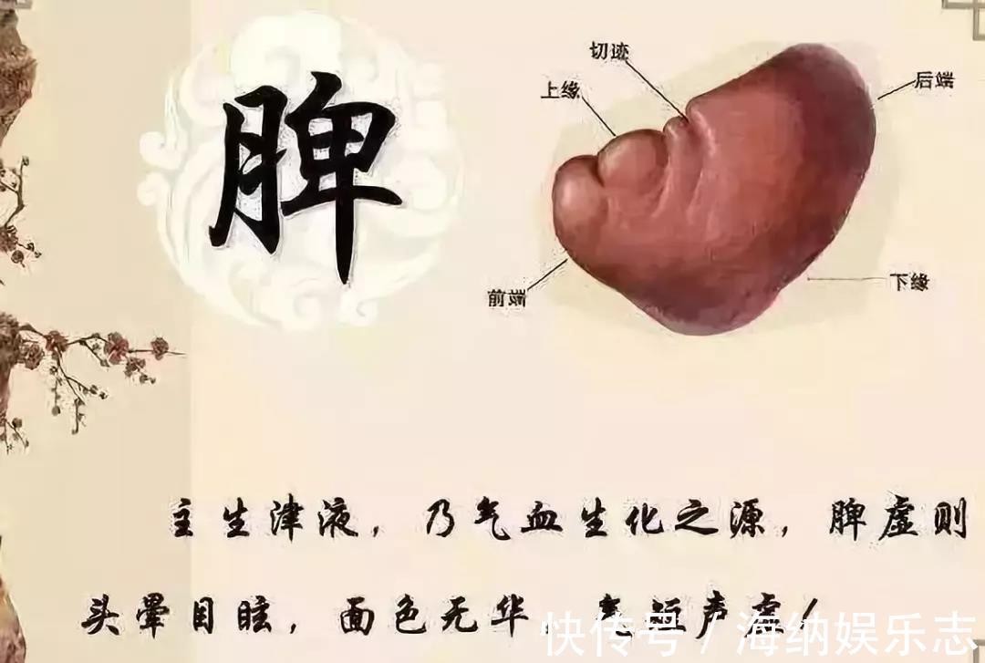 主受纳|一篇你从未见过，把补脾知识全讲明白的文章！懂养生的人都收藏了