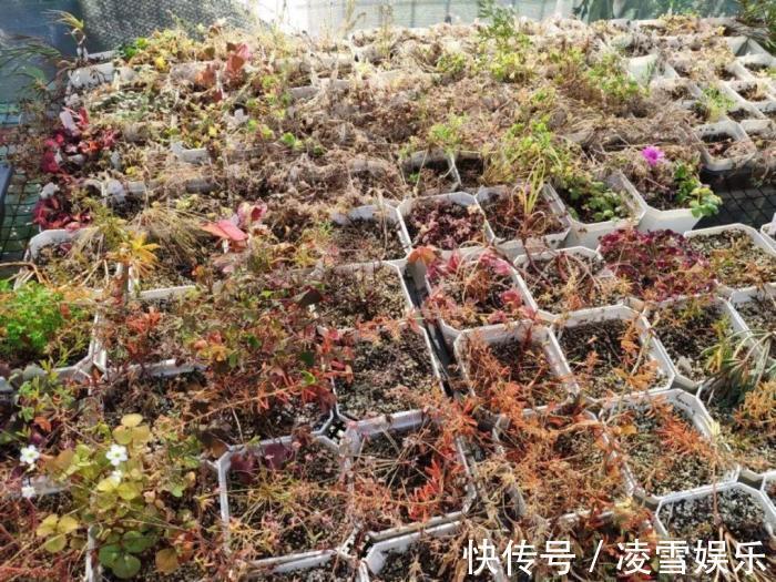 大伙儿|家里有此7种花,少浇水不能晒,天热要休眠早看早知道