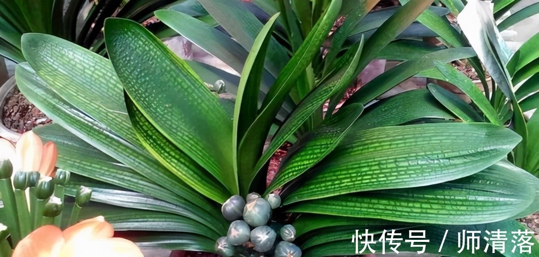 温差|想要君子兰在12月能孕蕾开花,做好这几件事,天冷就能蹿花箭