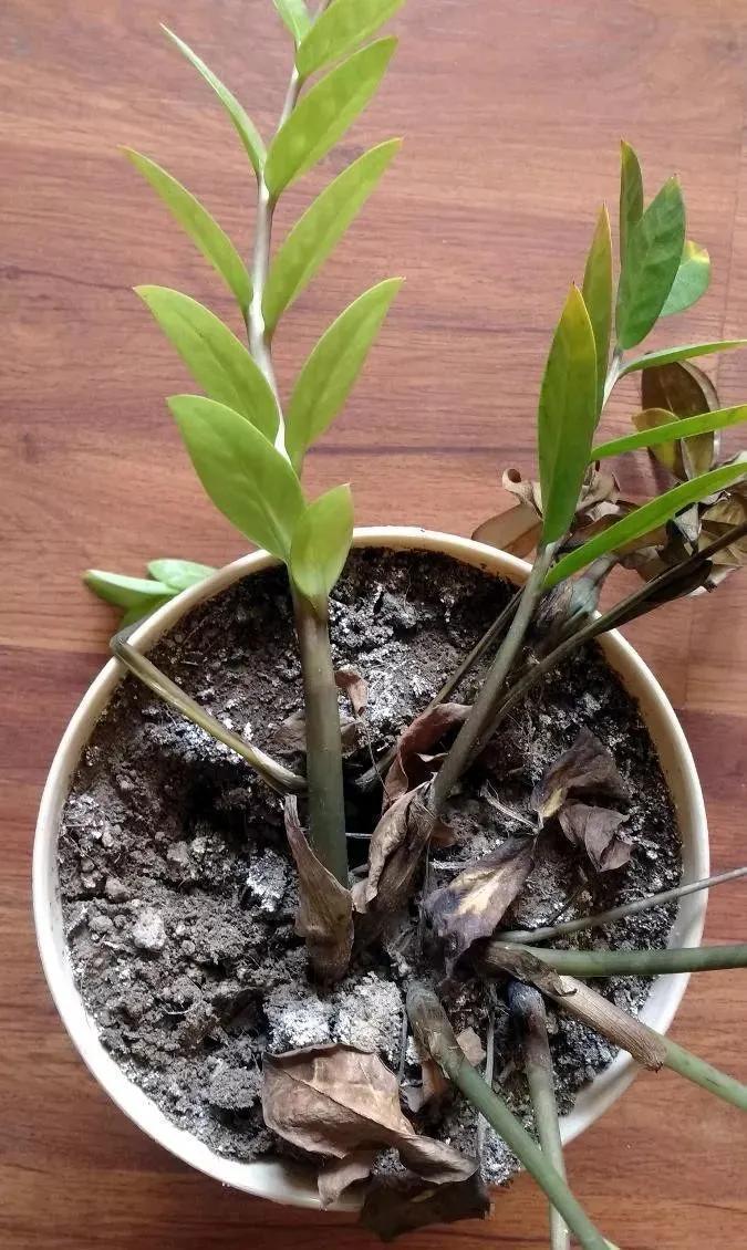 容易被水浇死的“6种花”,养不活都是由于手太勤