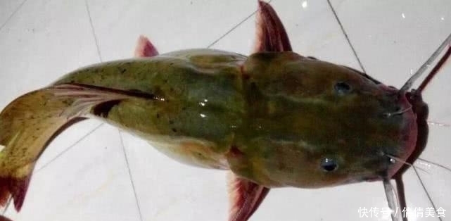 堪称最贵淡水鱼,目前还无人工养殖,若