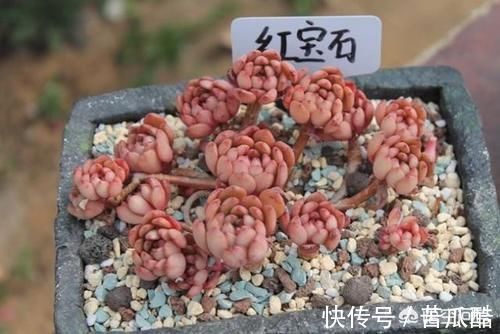 为什么别人控养多肉会出形状,我一控养多肉就仙逝了?