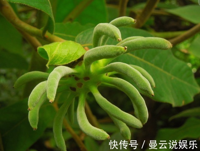 营养成分|叫不出来名字的野果,每天食一个,越吃越健康