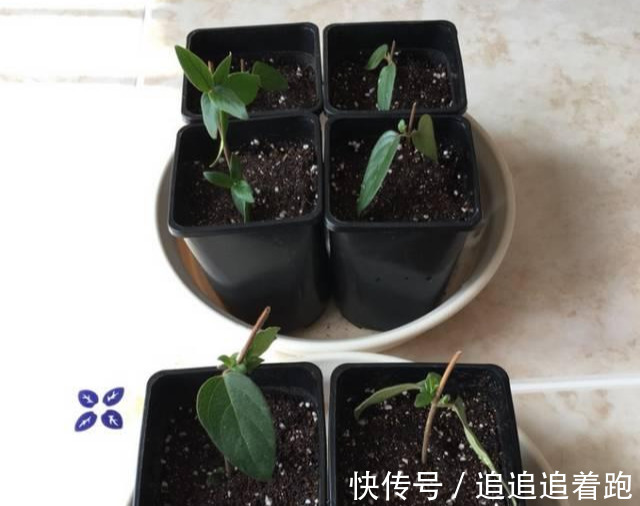 还在养吊兰3种花剪根枝,插土里就能活,半年成花墙,太惊艳了